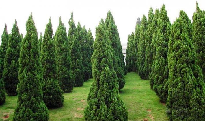 绿化苗木品种好   青州市聚宝花卉苗木专业合作社是集绿化苗木种植