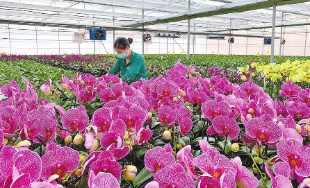 陆良 花卉产业拓宽乡村振兴路