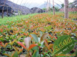 沭阳县完美园林绿化苗木场 种子 种苗产品列表