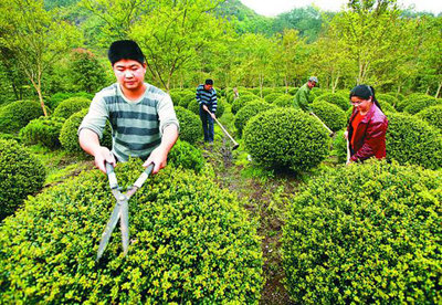 入秋后,苗木栽植该注意些什么?