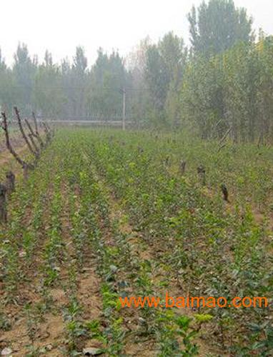 供应山东销量佳的流苏树 安徽流苏树,供应山东销量佳的流苏树 安徽流苏树生产厂家,供应山东销量佳的流苏树 安徽流苏树价格