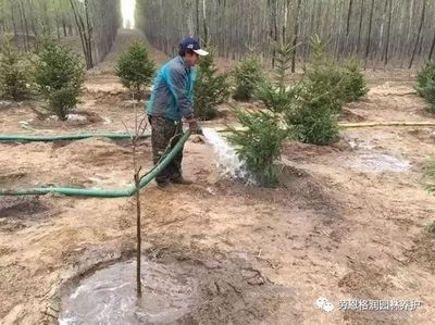 秋季苗木栽植后管理及越冬养护