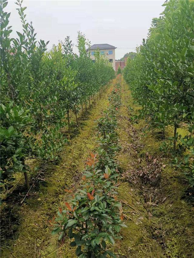 【胡柚树基地-胡柚树-四季果园品质优良图片】胡柚树基地-胡柚树-四季果园品质优良 - 金华市婺联苗木专业合作社