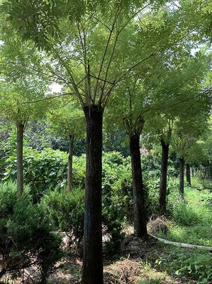 甘肃金枝槐小苗 济宁市任城区禾盛苗木种植