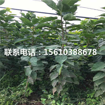 大樱桃树苗基地 大樱桃树苗种植技术