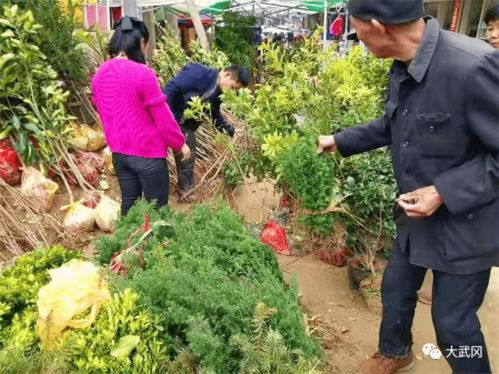 武冈好多人抢着在湾头桥买树苗 杉木 油茶 桔子树.....