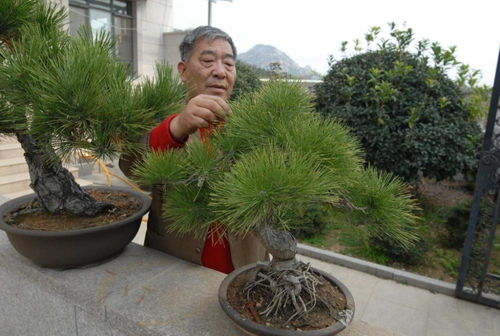 年入百万,即墨花卉苗木种植拓宽农民致富路