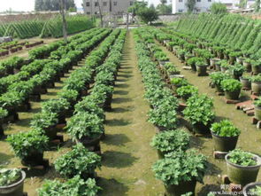 菊花种苗 江苏菊花种苗销售 哪里有菊花苗
