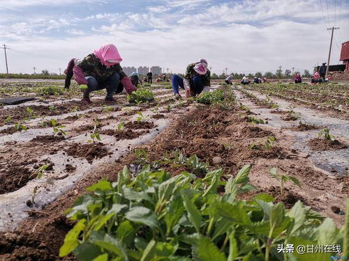 甘州区城区裸露土地绿化苗木栽植工作接近尾声