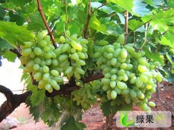 陕西大荔无核青提 双泉镇李铁牛