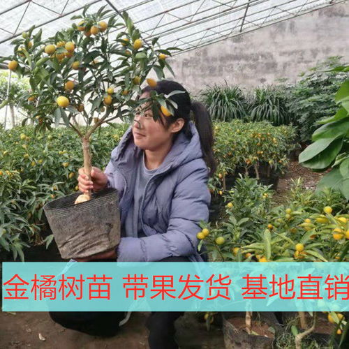 金桔苗树苗盆栽地栽橘子树苗当年结果砂糖橘南方北方桔子室内种植