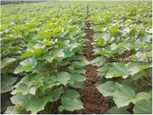 第4页 产品展示 淮阳县理想苗木种植基地