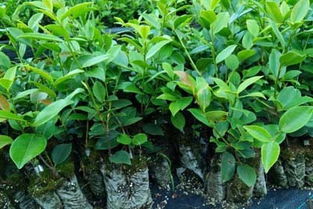 0607 四川重庆油茶苗种植基地,重庆油茶苗种植批发,油茶树苗种植基地 