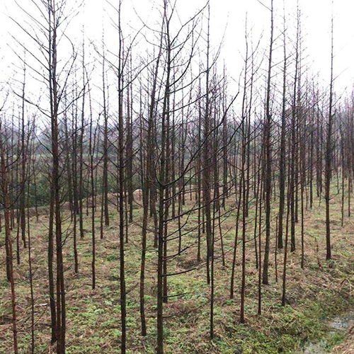 水杉 江苏水杉批发 地之缘苗木种植园 优质商家