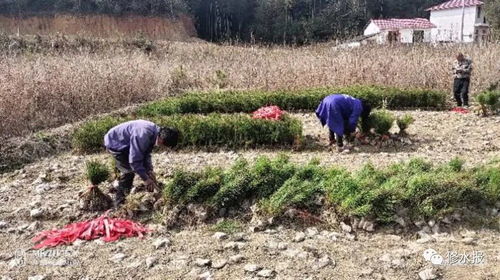 春季造林绿化 县林业局严把苗木质量关