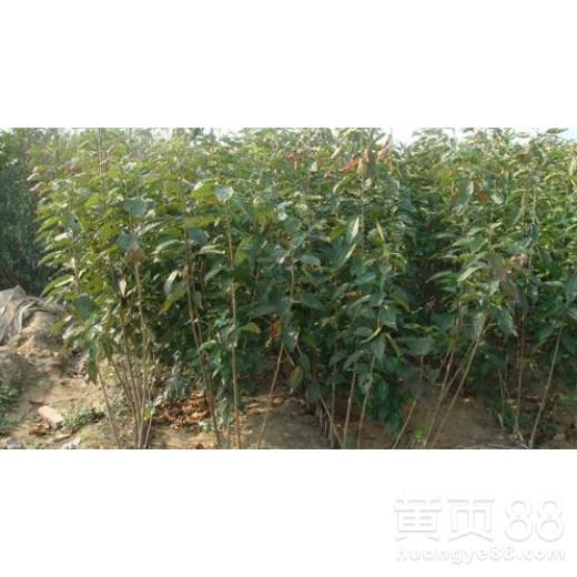 【湖南哪里有樱桃苗种植基地樱桃苗木】- 