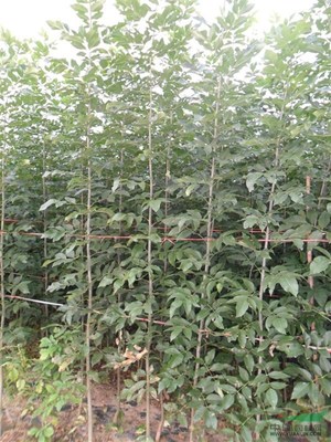 萧县惠丰苗木种植农民专业合作社