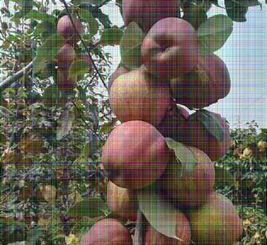 新闻 陕西渭南秋月梨树苗种植基地 煜烁苗木