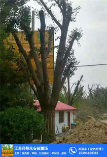 江苏邳州永安苗圃场 杏树,黄杨,红花继木,罗汉松,茶花