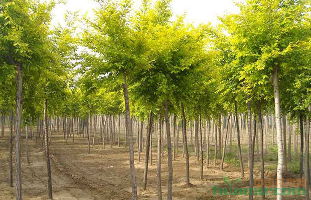 新栽的苗木死了大半,你一定做了这些!