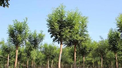 庆云首家苗木协会成立了,助力苗木产业大发展