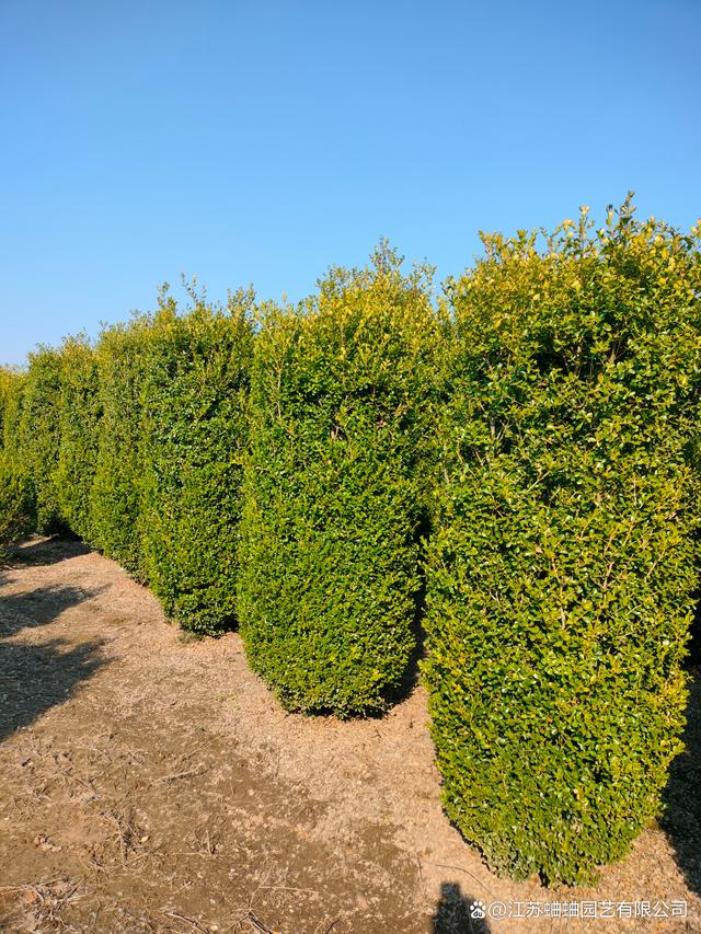 高度2米,冠幅40大叶黄杨柱#苗木种植基地 #园林绿化 #种