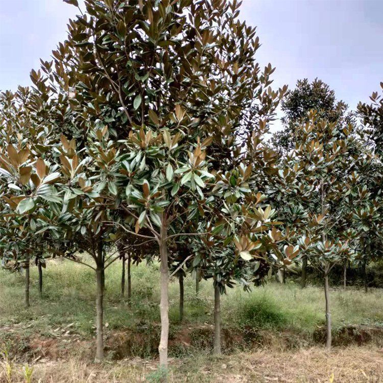 粗2公分左右!#苗木种植基地 #全国