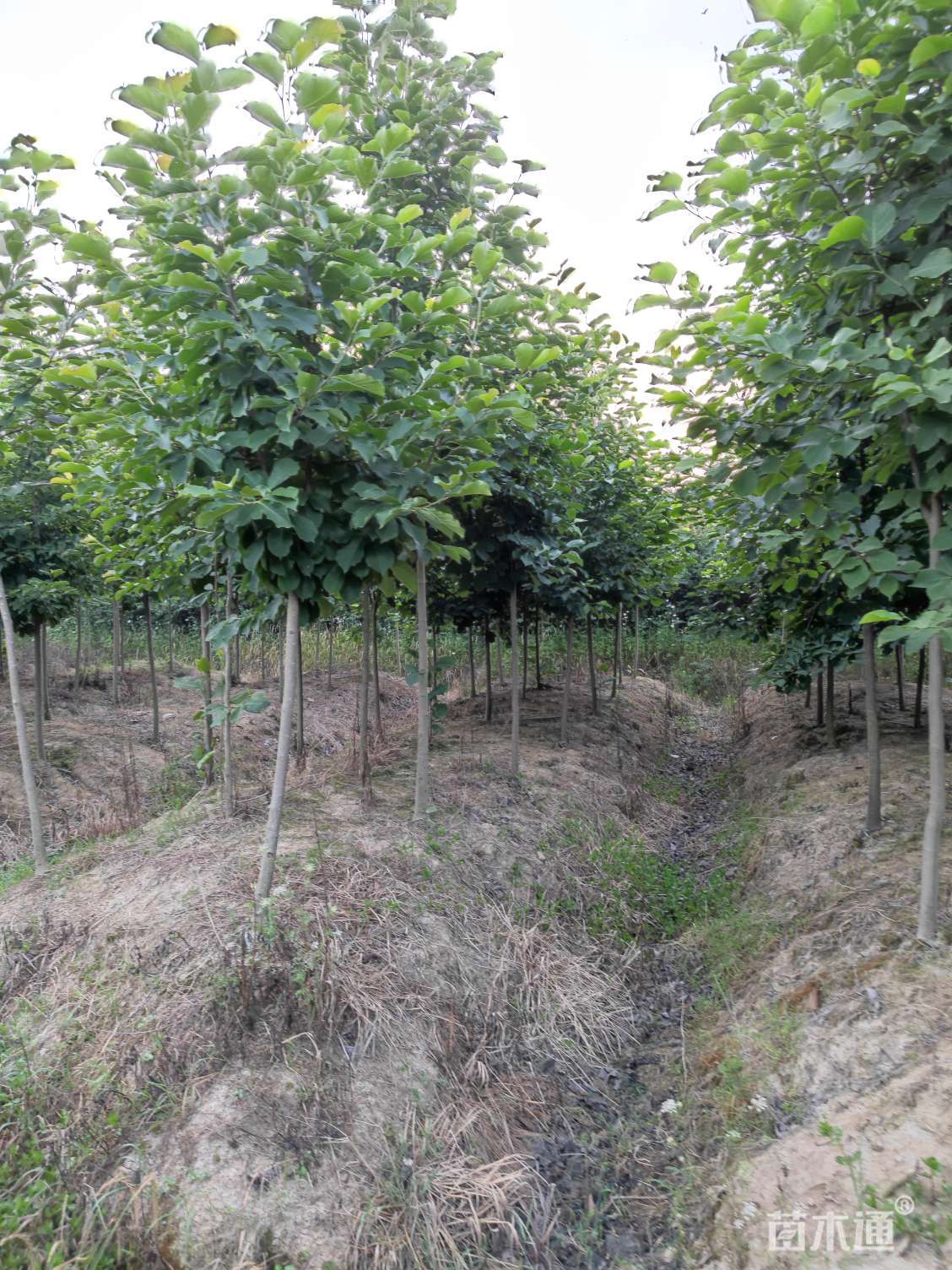 二乔玉兰d12-15,分枝点:1米左右.#苗木种植基地 #现