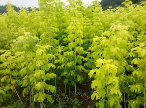 糖槭平时的养护种植要点