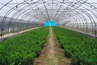 益阳红豆杉树苗种植基地