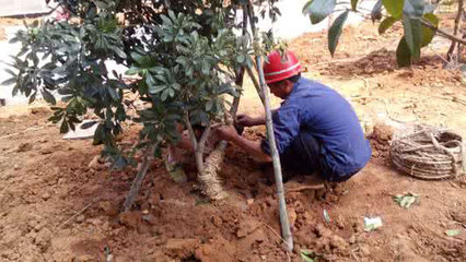 苗木失水严重?伏天怎么保证苗木不失水?