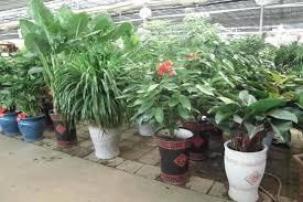 金坛园林绿化苗木种植 厂区办公室绿植盆栽养护