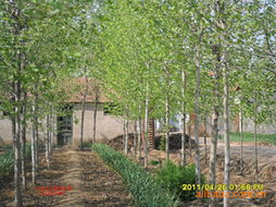 烟帽批发厂家价格 烟帽生产厂家