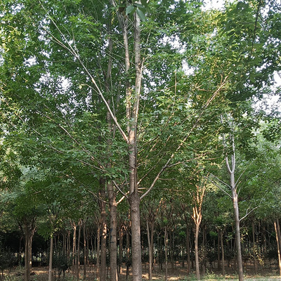 国槐苗圃基地 工程绿化国槐 国槐苗价格 大小规格齐全国槐图片_高清图_细节图-济宁市兖州区廷涛苗木种植专业合作社