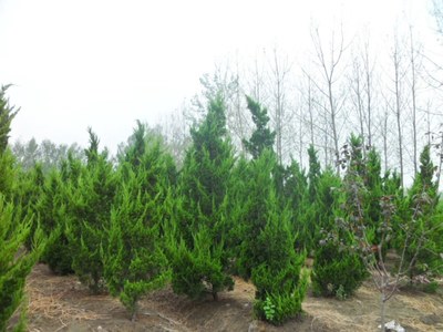 龙柏苗木价格 龙柏工程苗 基地批发