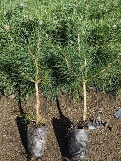 油松的价格及市场前景