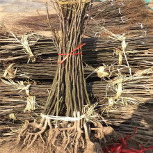  华联木业制品厂 主营 中板 丰产林 二级板