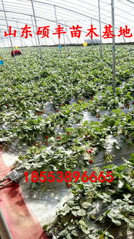 【优质四季草莓苗批发价格、四季草莓苗】-