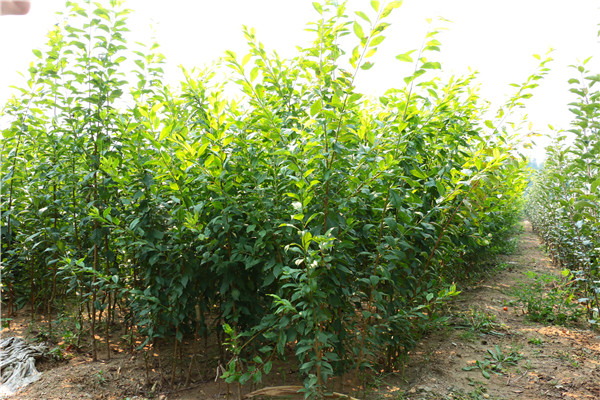 味帝李子苗.李子树参数