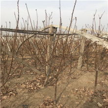  山东省新泰市珍珠油杏苗木果品推广服务公司 主营 极品油杏苗木 极品油