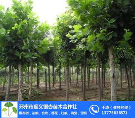 树,法桐,合欢,樱花,红枫,海棠,雪松 邳州市顺义银杏苗木种植专业合作社