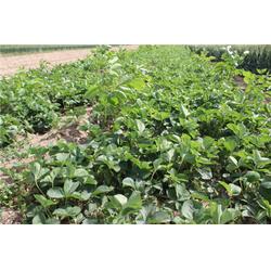 七步香草莓苗 七步香草莓苗 龙鑫苗木 优质商家