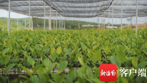 苗 准新商机 种 下二次创业梦 海垦龙江农场公司转变思路描绘苗木产业新版图