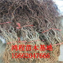 冬枣苗价格价格 冬枣苗价格公司 图片 视频