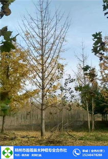 32公分银杏树价格 银杏树价格 雨羲苗木 查看 高清图片 高清大图