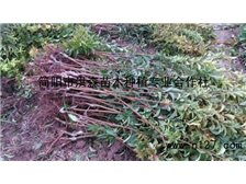 简阳市洪森苗木种植专业合作社公司简介简阳市洪森苗木种植专业合作社