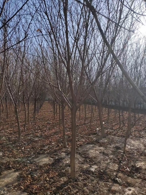 皂角、桃树、山桃树、毛桃树苗木