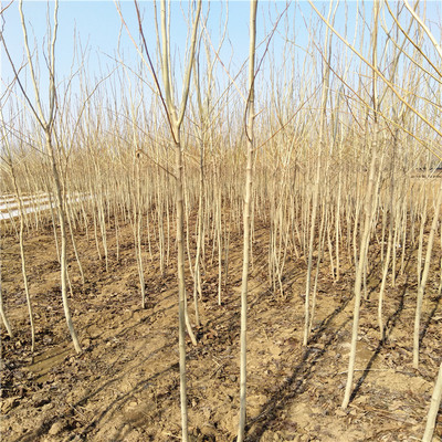 杜仲小苗种植一亩地收益银庄农业直销