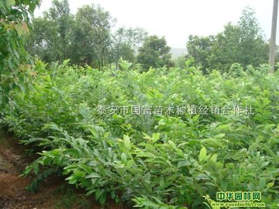 供应泰山一号板栗苗|泰安市国富苗木种植经销合作社供应信息|果树供应|中华园林网