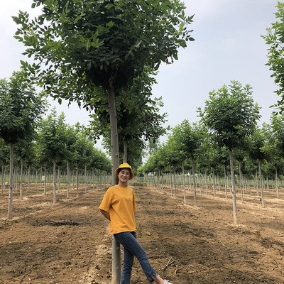 德承苗木 金叶白蜡 小叶白蜡 白蜡种子 白蜡苗木 电话议价图片_高清图_细节图